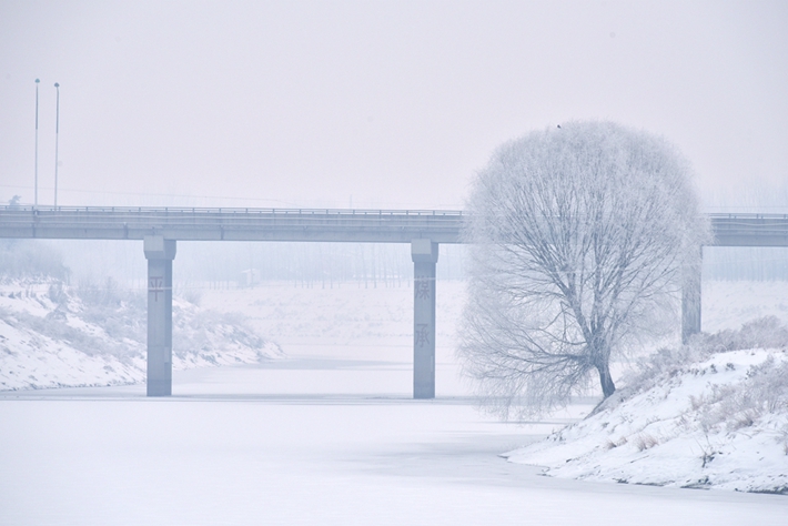 橋邊雪柳.jpg