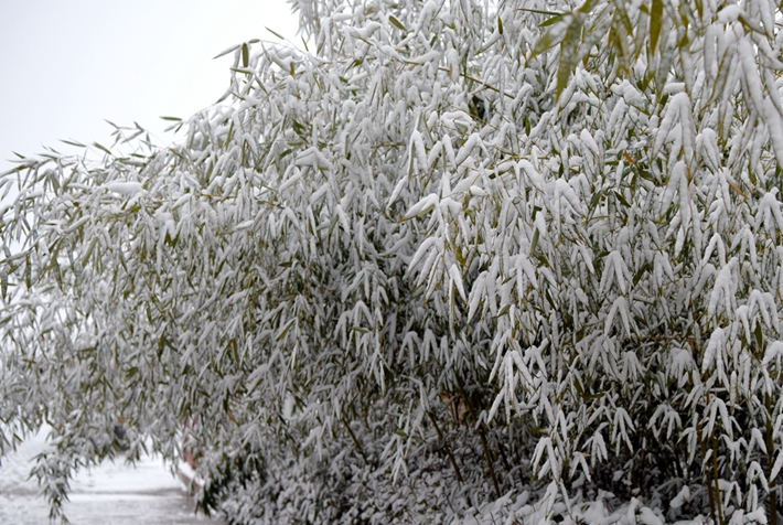 大雪壓青松.jpg