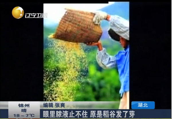 眼睛里面流膿液，竟是稻谷發(fā)了芽