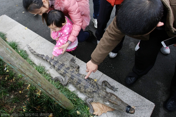 成都小區(qū)草地驚現(xiàn)“殺人鱷