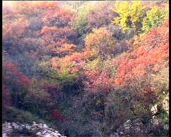 遂平西部山區(qū)紅葉美景醉游人