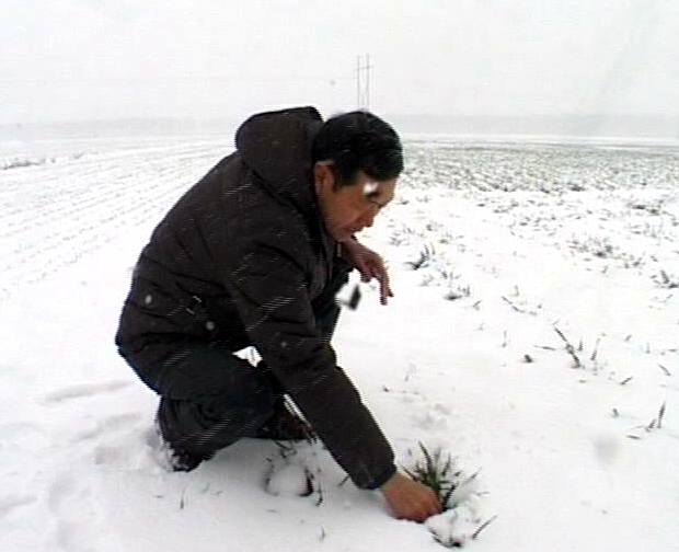 遂平： 農(nóng)技專(zhuān)家指導(dǎo)雪后麥田管理