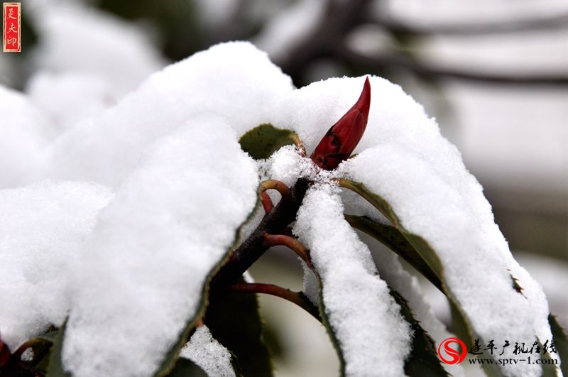 傲雪