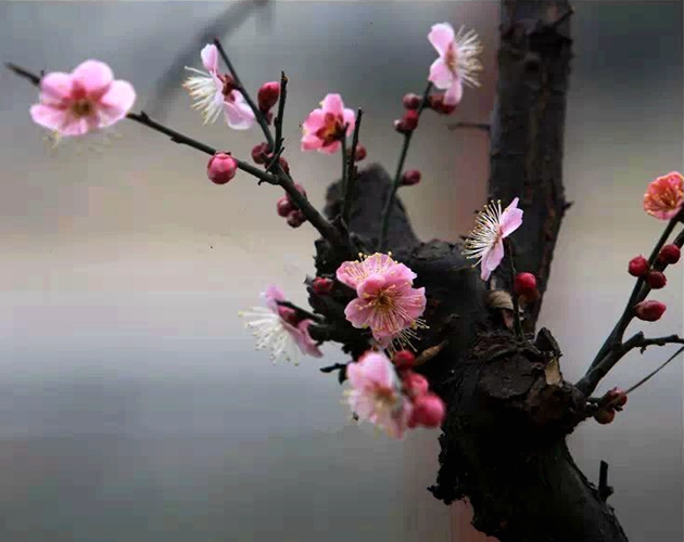 遂平：暖風(fēng)吹得梅花開(kāi) 各地游客賞梅來(lái)