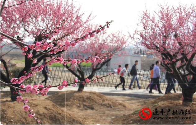 微觀察：嵖岈山溫泉小鎮(zhèn)梅園附近村民亂收費 影響遂平人形象