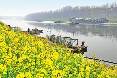 河南油菜花田地圖出爐 看看哪個離你最近