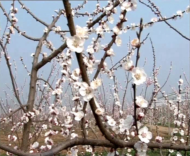 陽春三月百花開   踏青賞春動起來