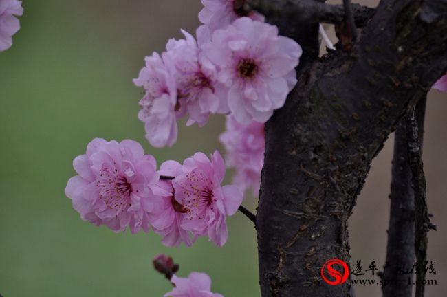 遂平：春天百花開 游客賞花來(lái)