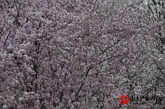 遂平：春天百花開 游客賞花來(lái)