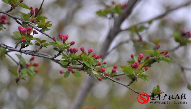 遂平：春天百花開 游客賞花來(lái)