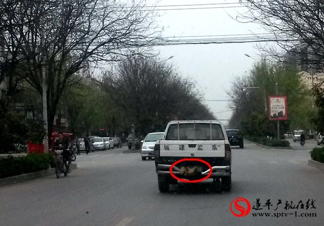 遮擋著車號(hào)牌的遂平城建監(jiān)察車咋就這么任性？