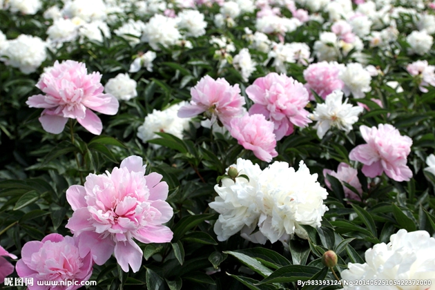 華北地區(qū)最大芍藥觀賞基地——內(nèi)蒙古盛樂芍藥觀賞園５月底免費(fèi)開放