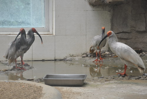 鄭州動(dòng)物園引進(jìn)4只國(guó)寶朱鹮 “六一”亮相