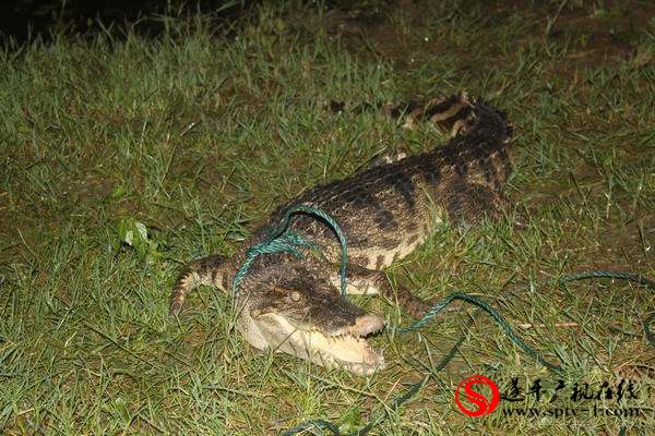 遂平縣城汝河段真的捕獲一只鱷魚