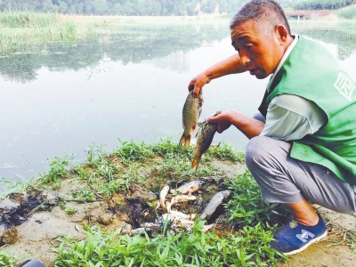 鄭州西流湖水發(fā)黑現(xiàn)大量死魚(yú) 一天撈500多斤